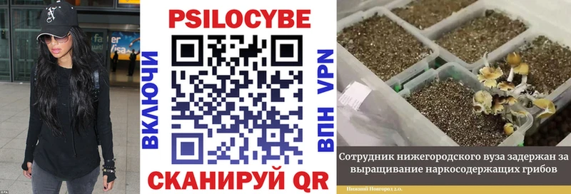 Галлюциногенные грибы GOLDEN TEACHER  Калач-на-Дону 